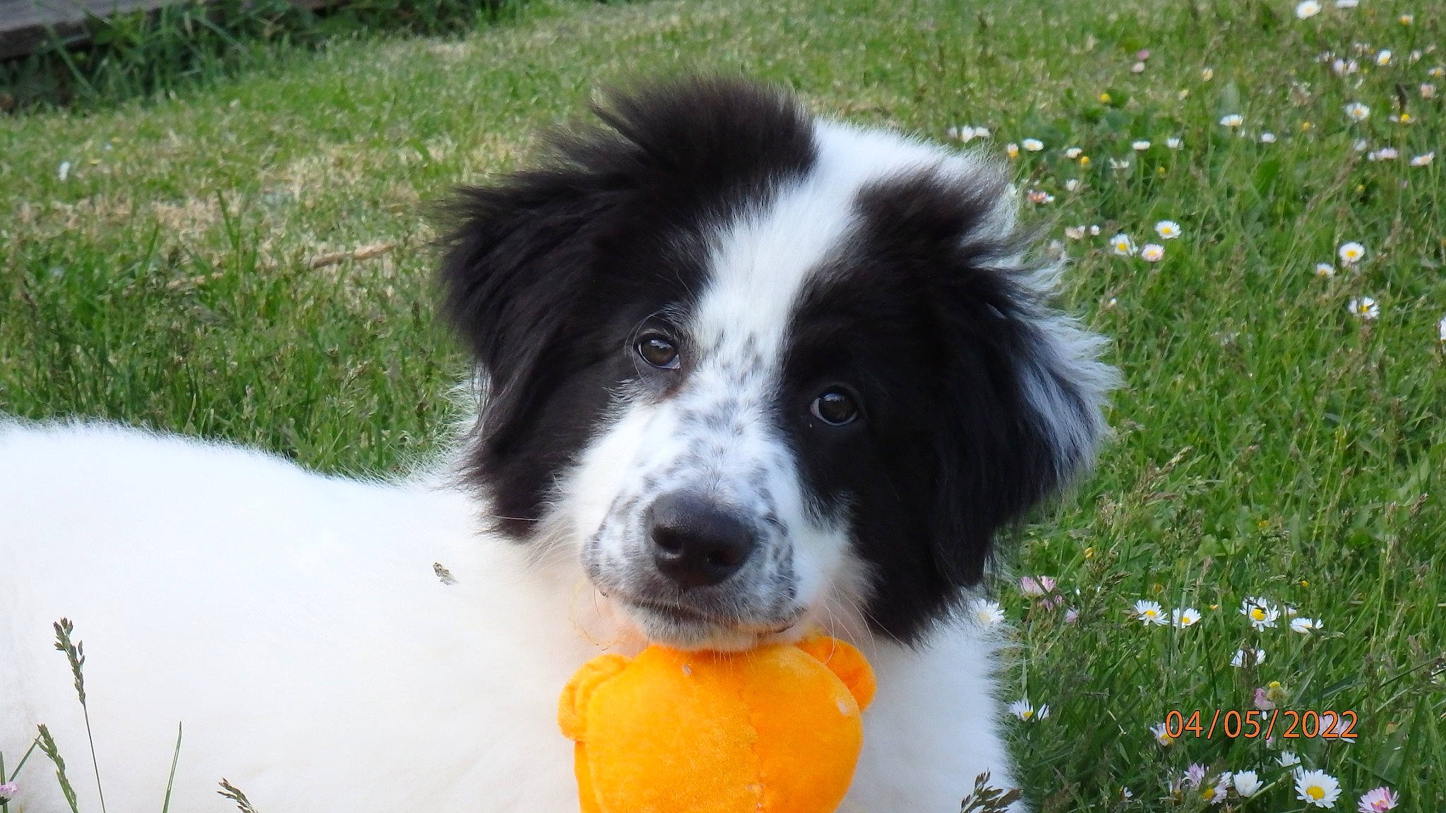 Taiko participe au concours pour gagner de l'argent avec cette photo : australian_collie, ball, border_collie, canidae, carnivore, citrus, companion_dog, dog, dog_breed, dog_supply, flower, grass, herding_dog, plant, snout, sporting_group, tennis_ball, terrestrial_animal, working_animal, working_dog
