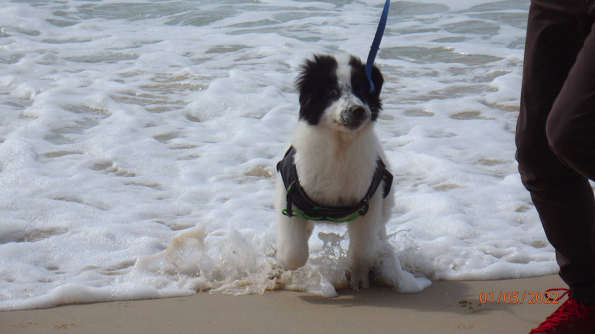 Taiko a rejoint le concours — aidez-le/la à gagner de superbes lots ! canidae, carnivore, collar, companion_dog, dog, dog_breed, dog_collar, dog_supply, fur, non_sporting_group, pet_supply, sporting_group, tail, toy_dog, water, wind, wind_wave, winter, working_animal, working_dog