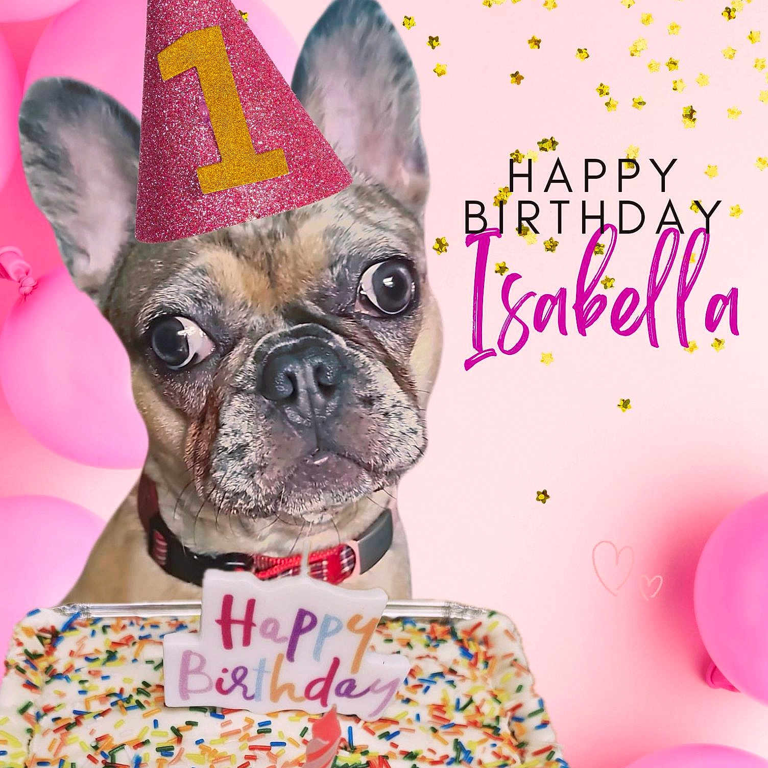 Isabella Marie is registered to the contest to win money with this photo: animal, birthdaycake, bulldog, cake, candle, canine, clothing, cream, dessert, dog, food, frenchbulldog, fun, hat, icing, party, partyhat, people, person, pet