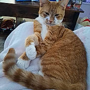 Kitty is registered to the contest to win money with this photo: animal, blanket, bottle, cat, cozy, cute, domestic, feline, fur, home, indoor, orange_cat, pet, relaxed, resting, snacks, table, tail, whiskers, white_paws