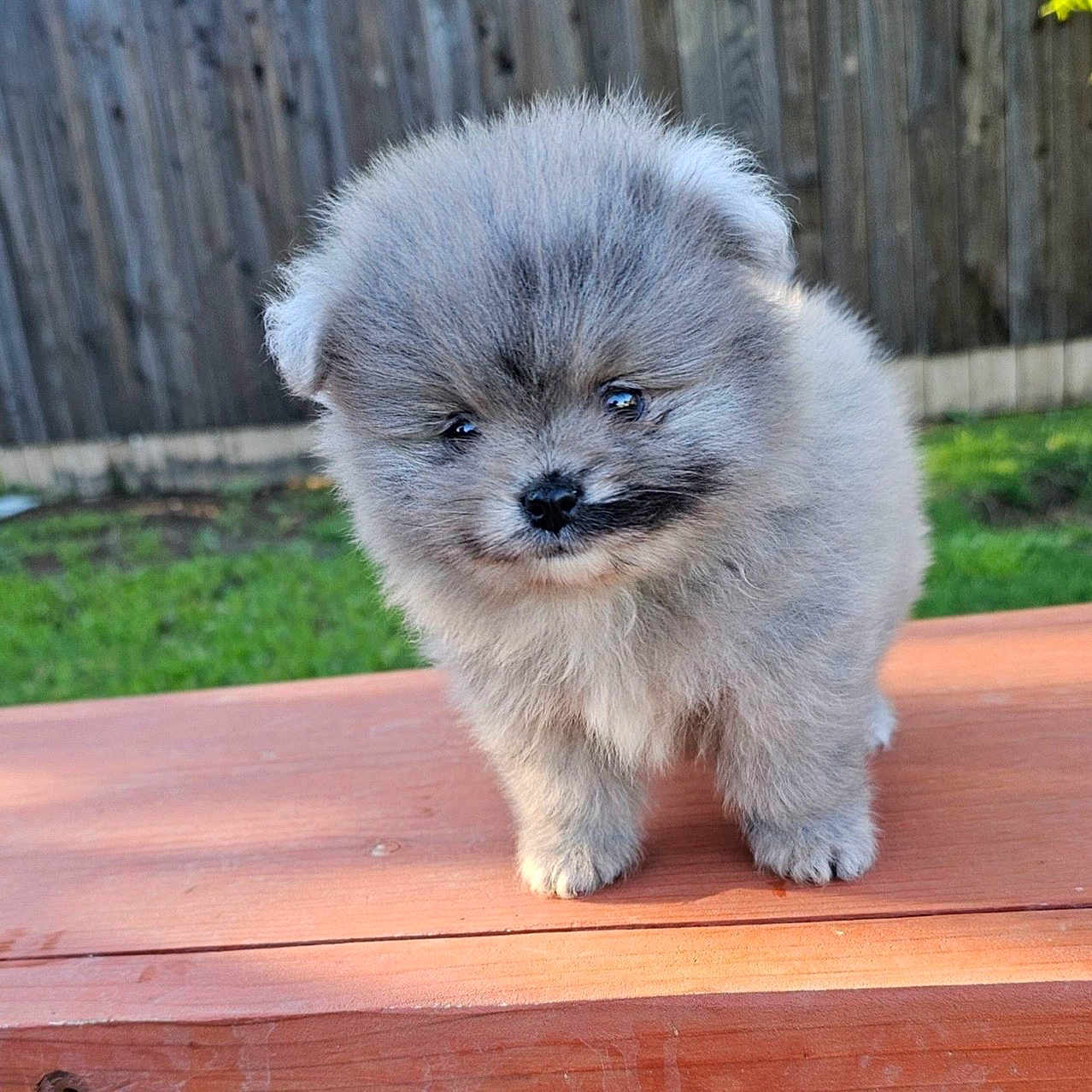 Mack is registered to the contest to win money with this photo: puppy, dog, fluffy, gray, cute, outdoor, wooden_surface, grass, fence, pet, animal, small, fur, young, adorable, nature, portrait, standing, closeup, daylight