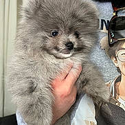 Mack joined the competition — help win amazing prizes! dog, puppy, pomeranian, fluffy, gray, pet, animal, hand, person, sweatshirt, sunglasses, indoor, cute, fur, portrait, holding, young, face, closeup, mammal