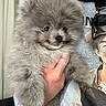 dog, puppy, pomeranian, fluffy, gray, pet, animal, hand, person, sweatshirt, sunglasses, indoor, cute, fur, portrait, holding, young, face, closeup, mammal