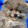 Mack joined the competition — help win amazing prizes! puppy, dog, pomeranian, fluffy, cute, pet, animal, fur, smile, blue_blanket, closeup, indoors, adorable, small, face, young, cozy, resting, friendly, companion