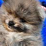 Mack joined the competition — help win amazing prizes! puppy, dog, fluffy, cute, pet, animal, fur, soft, sleeping, blue_blanket, indoors, wooden_floor, close_up, small, adorable, young, companion, domestic_animal, cute_face, relaxed