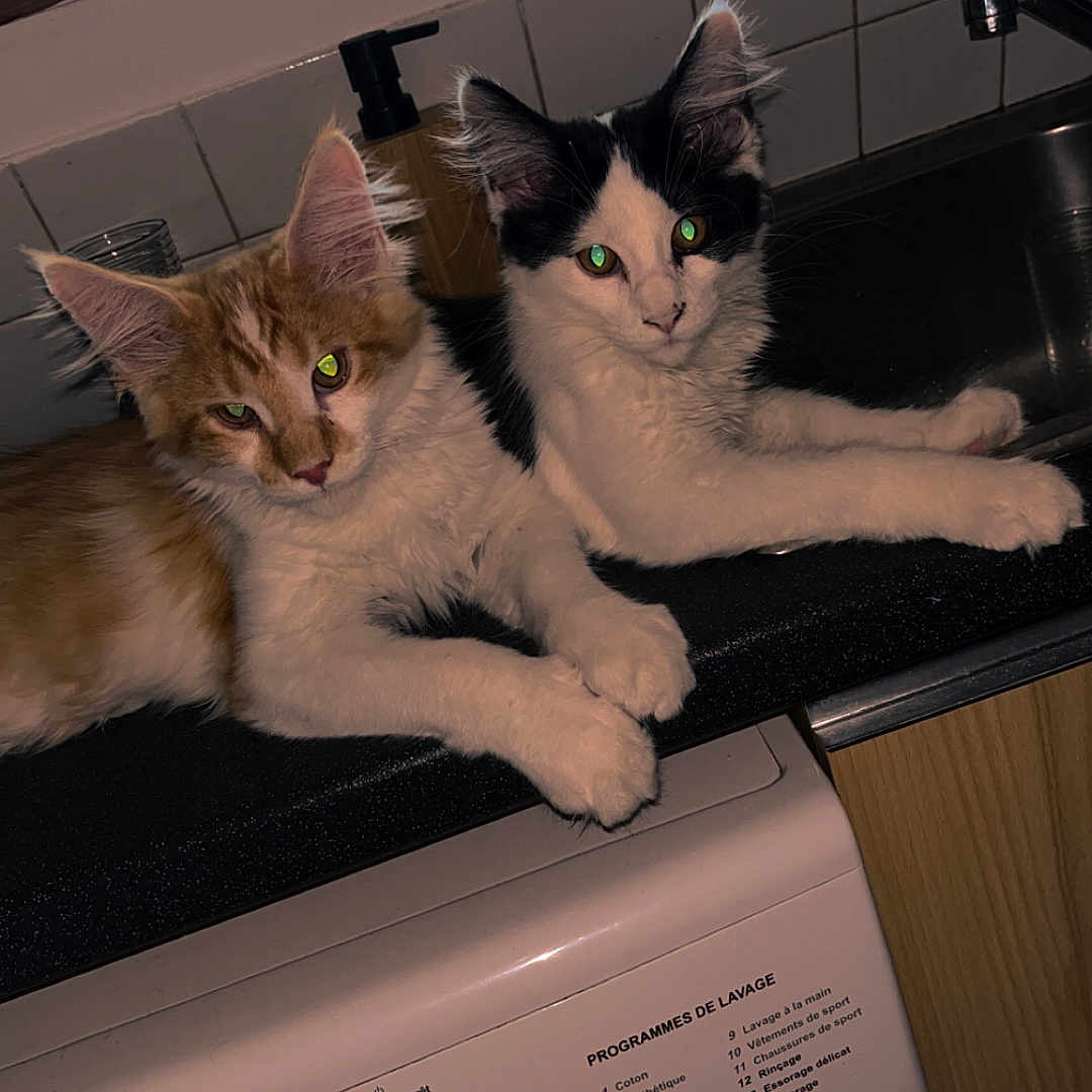 Albus Et Severus participe au concours pour gagner de l'argent avec cette photo : animal, black_and_white_cat, cat, countertop, curious, cute, domestic, eyes, feline, fur, household, indoor, kitchen, kitten, orange_cat, pets, resting, tile_wall, washing_machine, window