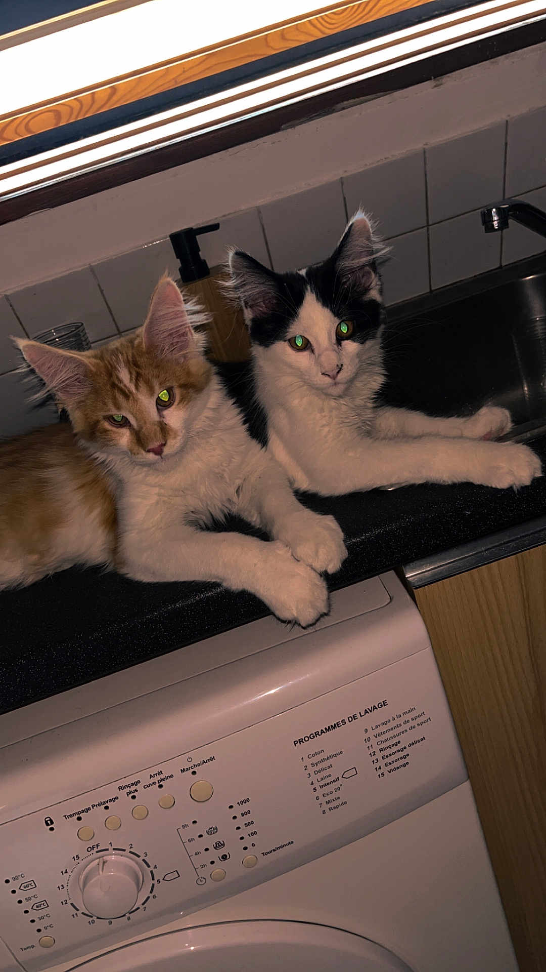 Albus Et Severus participe au concours pour gagner de l'argent avec cette photo : cat, kitten, orange_cat, black_and_white_cat, pets, indoor, kitchen, washing_machine, countertop, tile_wall, window, household, domestic, cute, feline, resting, curious, fur, eyes, animal