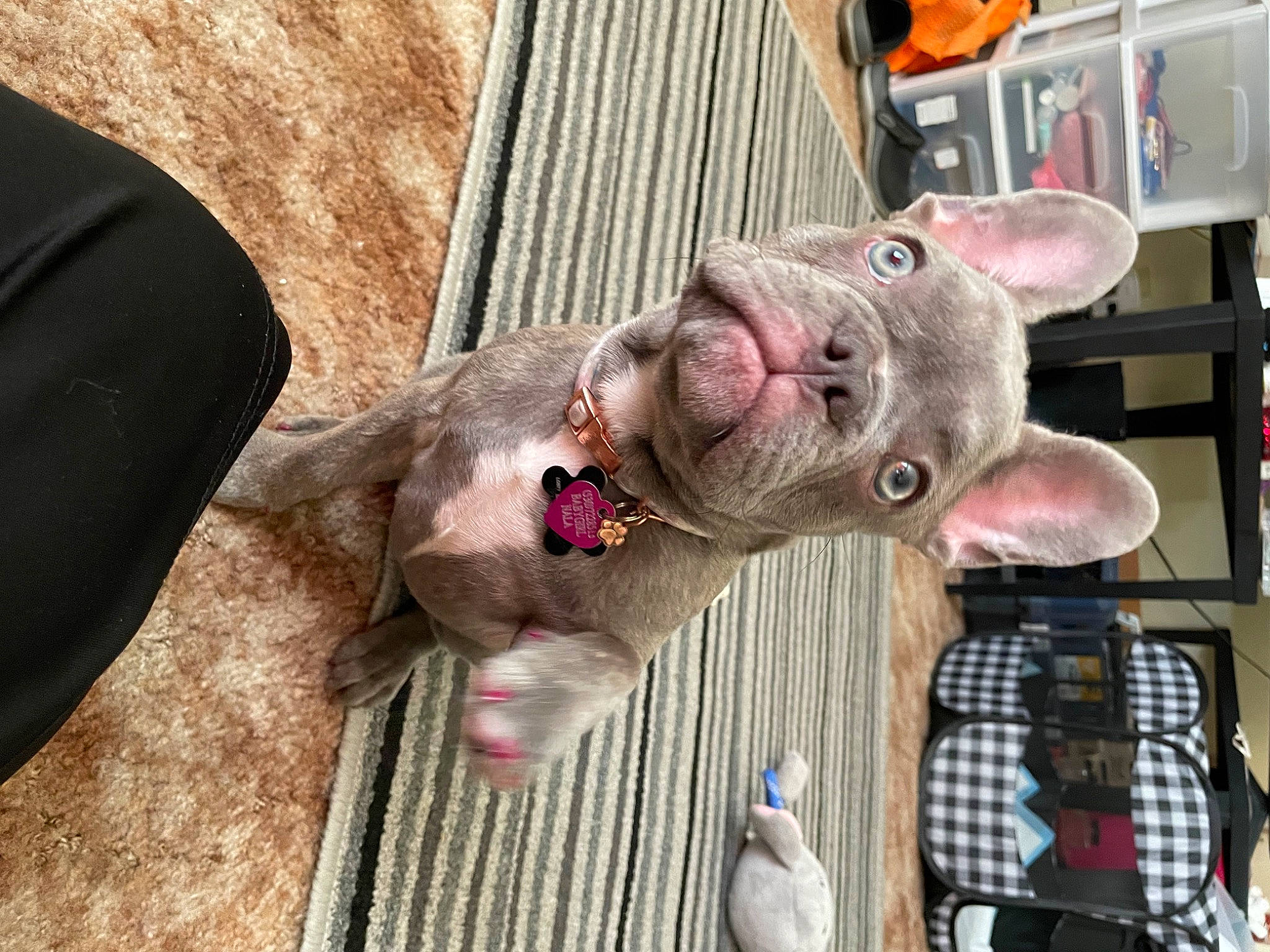 Nala is registered to the contest to win money with this photo: carnivore, collar, dog, dog_breed, fashion_accessory, fawn, flesh, non_sporting_group, snout, sporting_group, working_animal