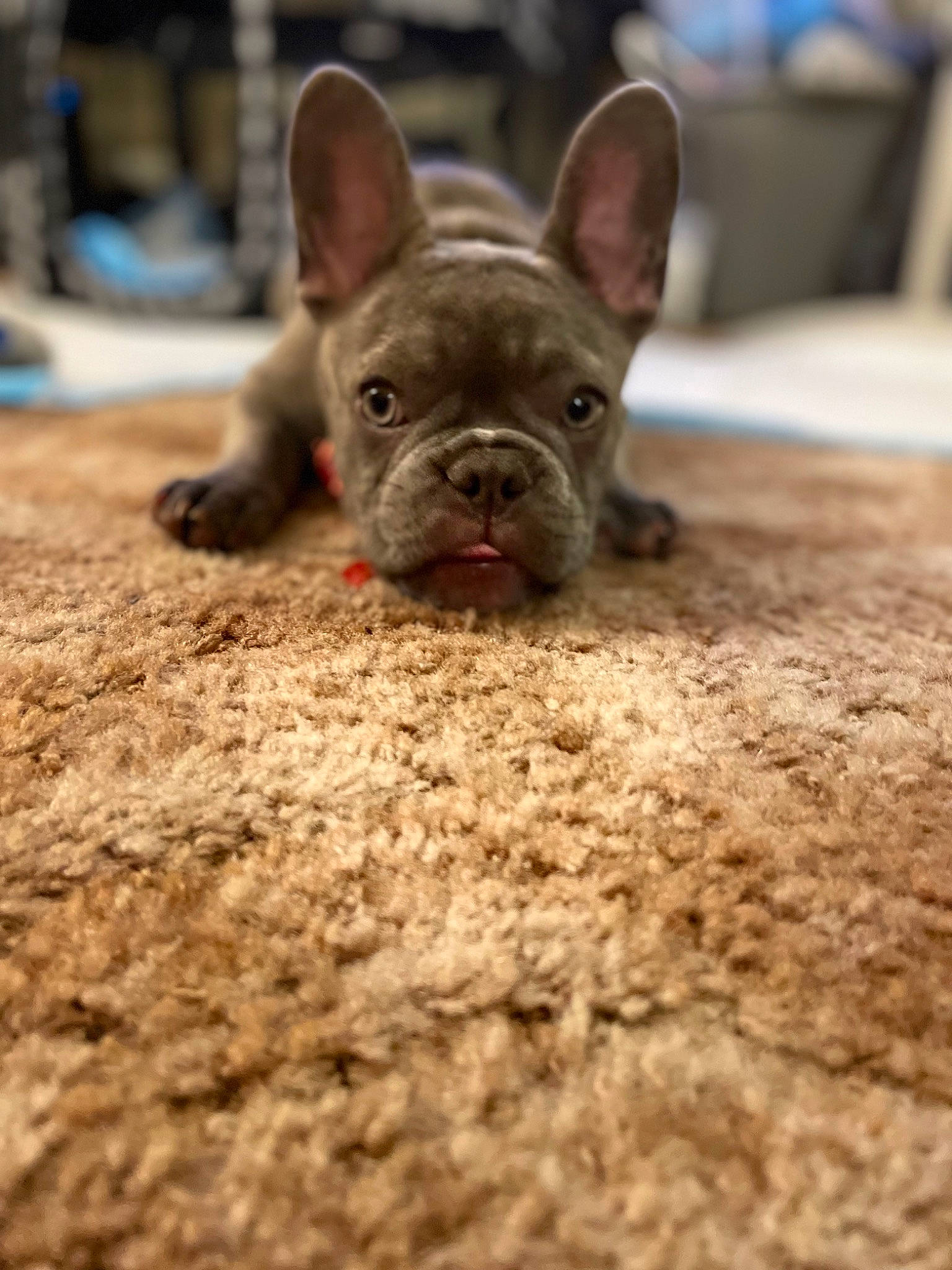 Nala is registered to the contest to win money with this photo: bulldog, canidae, carnivore, companion_dog, dessert, dog, dog_breed, ear, fawn, french_bulldog, grass, non_sporting_group, puppy, soil, sporting_group, terrestrial_animal, toy_dog, whiskers, working_animal, wrinkle