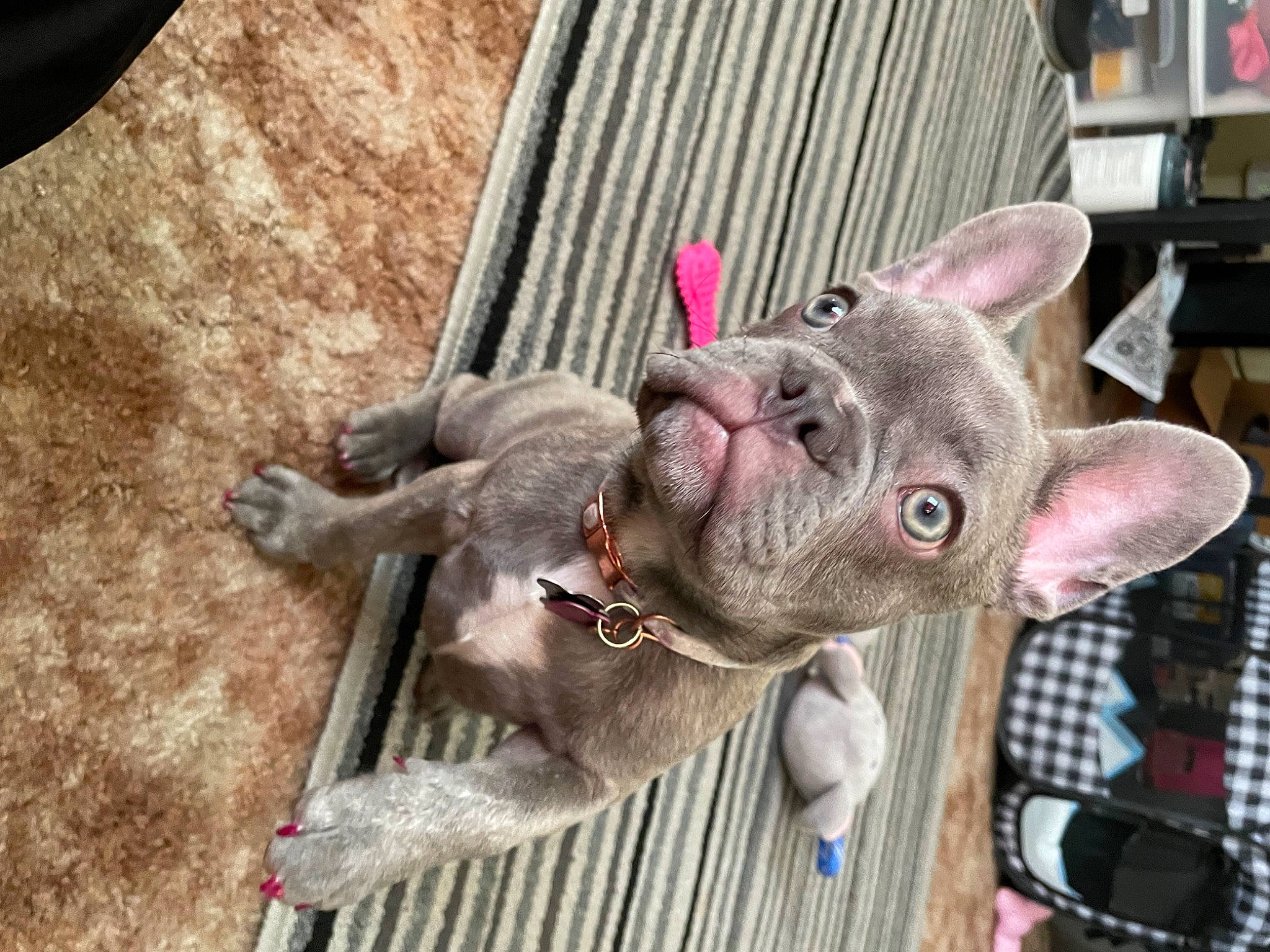 Nala is registered to the contest to win money with this photo: canidae, carnivore, chair, collar, dog_breed, dog_collar, ear, fawn, fur, liver, non_sporting_group, snout, sporting_group, whiskers, working_animal, wrinkle