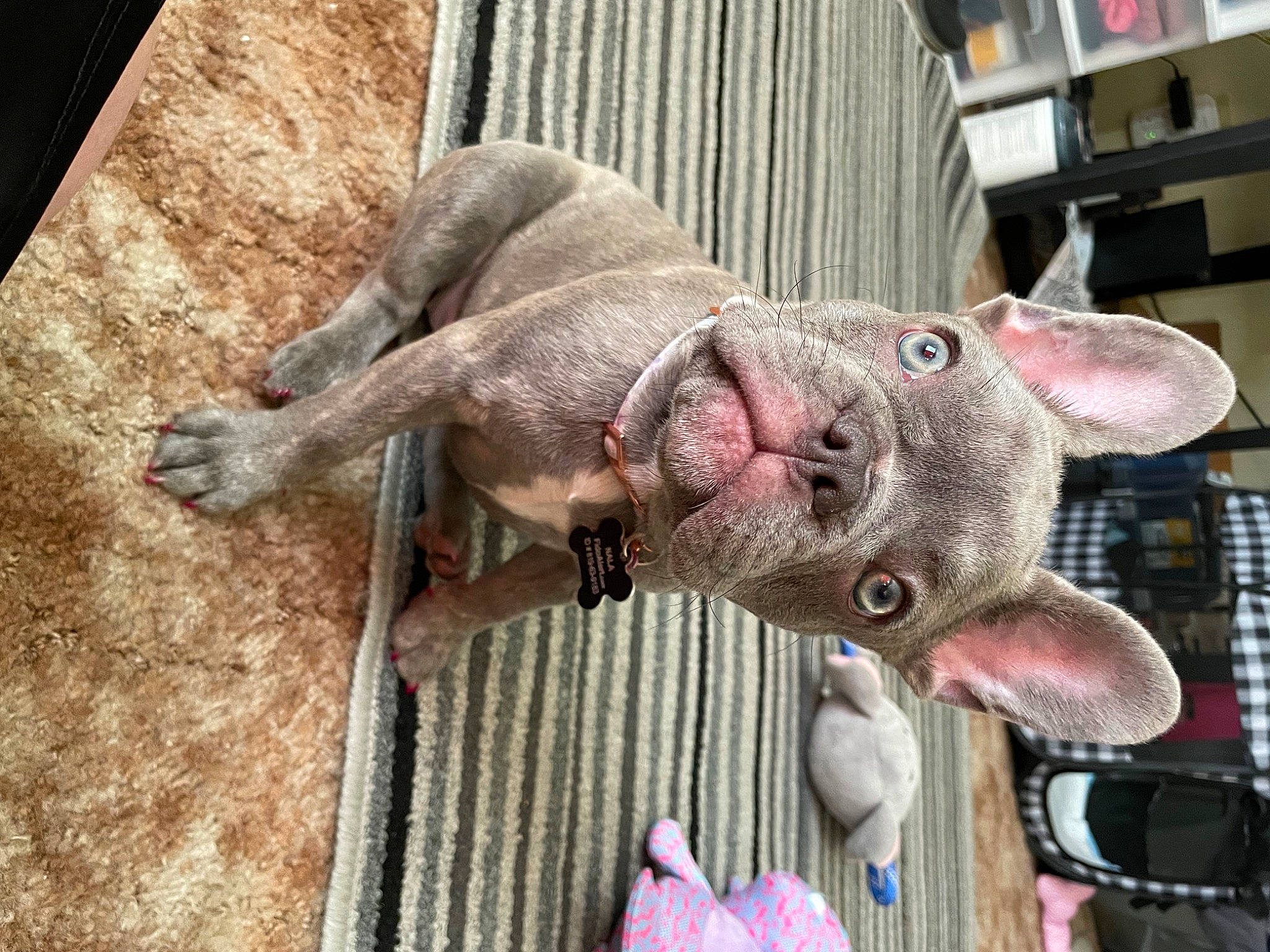 Nala is registered to the contest to win money with this photo: dog_breed, fashion_accessory, meat, natural_material, snout, working_animal, wrinkle