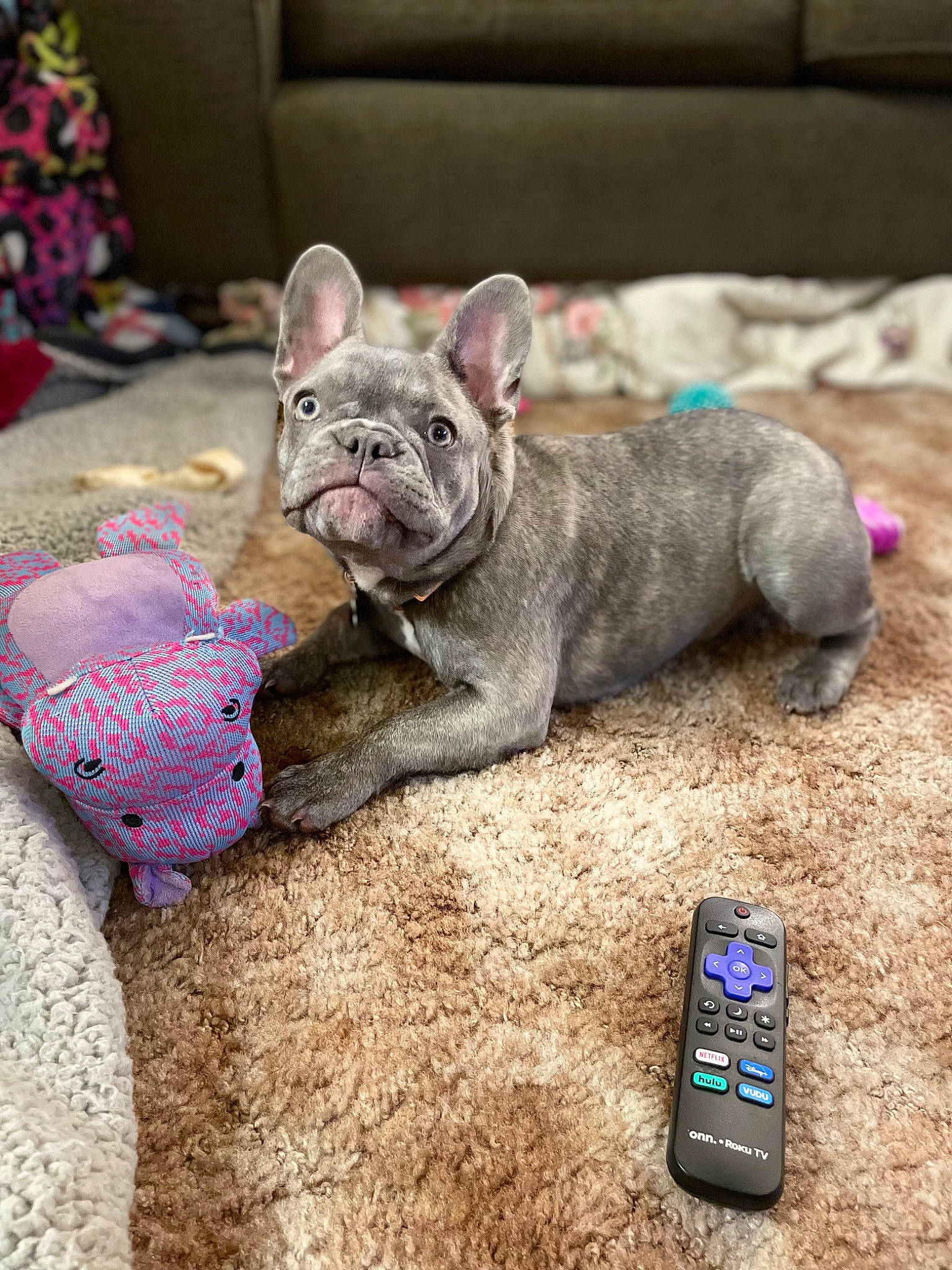 Nala is registered to the contest to win money with this photo: carnivore, collar, comfort, communication_device, companion_dog, dog, dog_breed, fawn, felidae, grey, mobile_device, mobile_phone, portable_communications_device, smartphone, snout, sporting_group, telephone, telephony, terrestrial_animal, whiskers