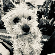 Bowie joined the competition — help win amazing prizes! dog, pet, close_up, black_and_white, fur, leather_chair, indoor, lamp, framed_pictures, curious, small_dog, scruffy, ears, furniture, cozy, nose, whiskers, portrait, animal, companion