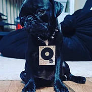 Mr Black is registered to the contest to win money with this photo: dog, pug, black_dog, puppy, pet, collar, pendant, floor, wooden_floor, indoor, person, furniture, home, animal, cute, sitting, looking_away, young_dog, domestic_animal, portrait