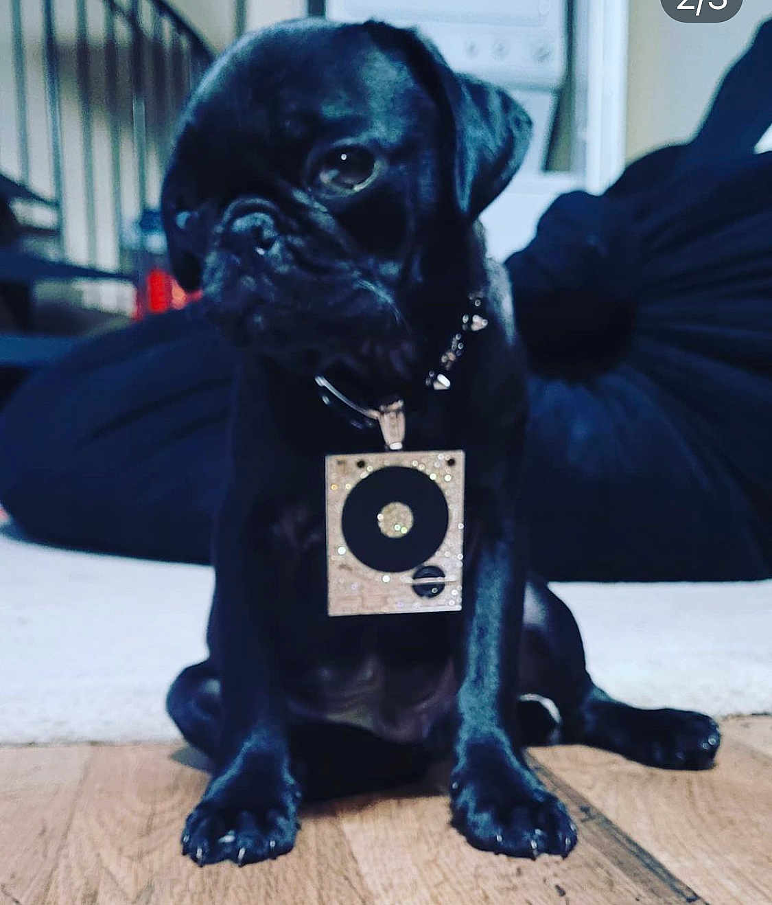 Mr Black is registered to the contest to win money with this photo: dog, pug, black_dog, puppy, pet, collar, pendant, floor, wooden_floor, indoor, person, furniture, home, animal, cute, sitting, looking_away, young_dog, domestic_animal, portrait
