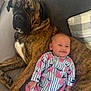 Maeve is registered to the contest to win money with this photo: baby, dog, brindle, couch, pillow, plaid, onesie, smiling, sleepy, pet, child, indoor, cozy, resting, cute, comfort, animal, friendship, relaxation, portrait