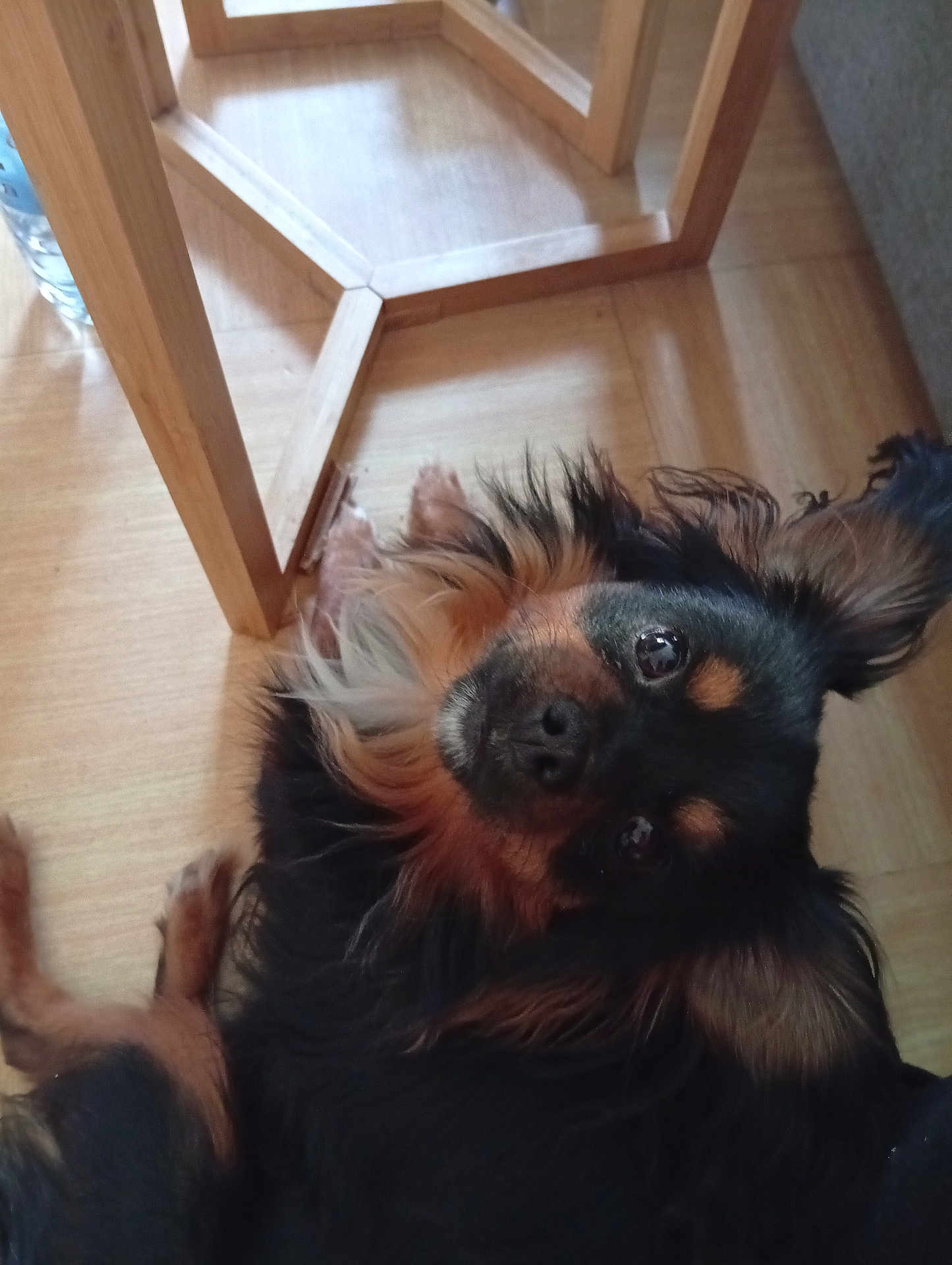Smile a rejoint le concours — aidez-le/la à gagner de superbes lots ! dog, pet, indoor, wooden_floor, table_leg, black_fur, tan_fur, small_dog, curious_eyes, relaxing, canine, animal, companion, floor, furniture, domestic, cute, looking_up, fur, ears