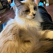 Whitey is registered to the contest to win money with this photo: animal, cat, closeup, cozy, cream, cute, domestic, feline, fluffy, foot, fur, home, indoor, lap, person, pet, relaxed, resting, tail, white