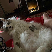 Whitey is registered to the contest to win money with this photo: cat, fluffy, white, gray, fireplace, blanket, foot, indoor, cozy, relaxing, home, carpet, furniture, pet, resting, warm, animal, closeup, soft, comfort