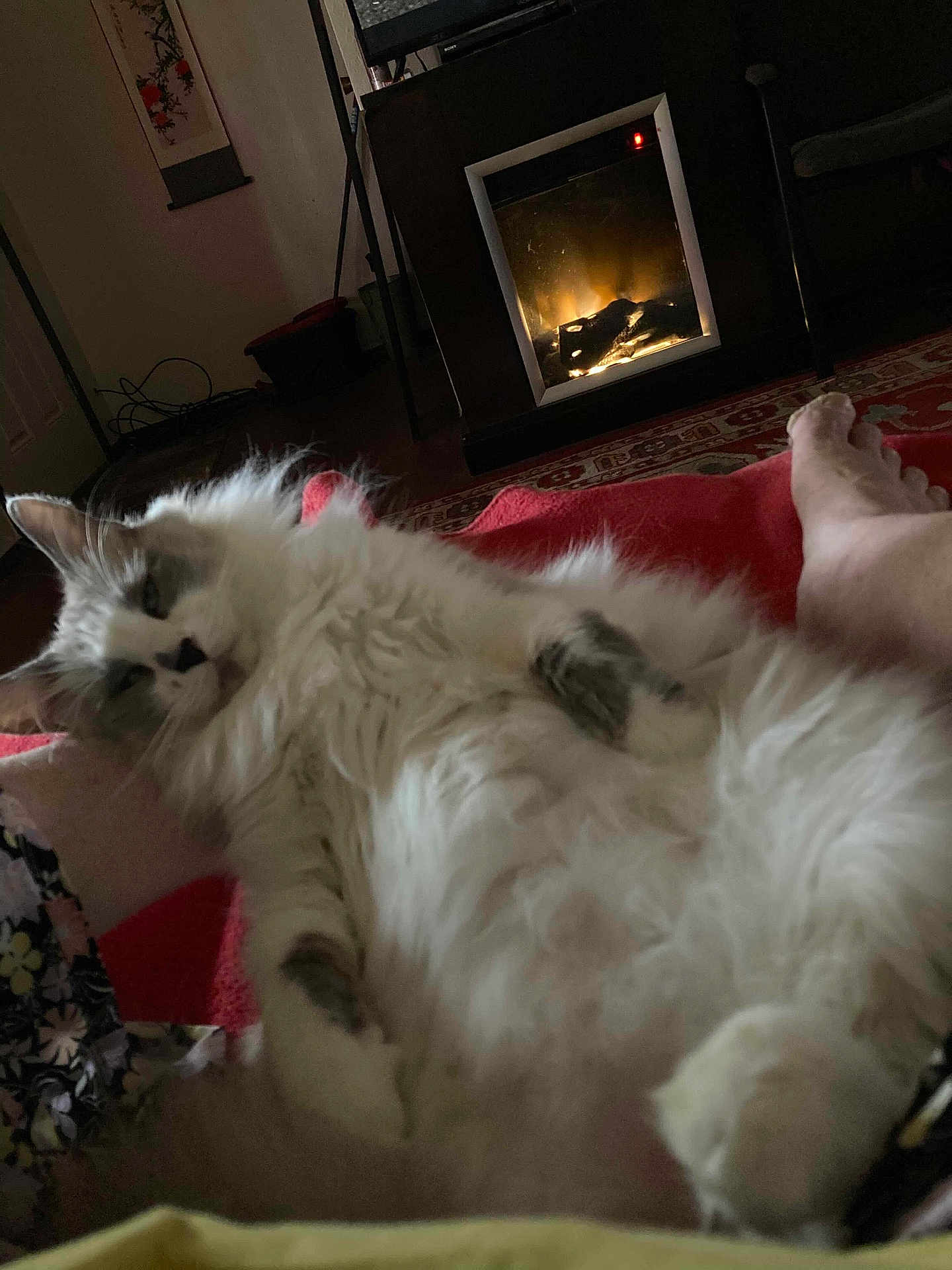 Whitey