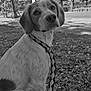 Stella a rejoint le concours — aidez-le/la à gagner de superbes lots ! animal, canine, collar, cute, daylight, dog, ears, fur, grass, leash, looking_back, nature, outdoor, park, pet, playful, sidewalk, sitting, snout, trees
