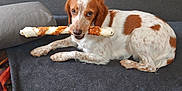 Stella a rejoint le concours — aidez-le/la à gagner de superbes lots ! animal, blanket, brown_and_white_dog, canine, comfortable, couch, cute, dog, domestic_animal, floor_tiles, fur, home, indoor, laying_down, looking_at_camera, pet, rawhide_bone, relaxed, resting, stone_wall