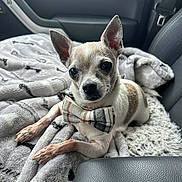 Jack joined the competition — help win amazing prizes! dog, small_dog, chihuahua, bow_tie, blanket, car_interior, car_seat, pet, animal, cute, furry, ears, face, fur, sitting, resting, cozy, soft, portrait, indoor