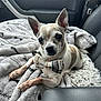 dog, small_dog, chihuahua, bow_tie, blanket, car_interior, car_seat, pet, animal, cute, furry, ears, face, fur, sitting, resting, cozy, soft, portrait, indoor