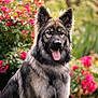 dog, german_shepherd, animal, pet, outdoor, flower, pink_flower, garden, fur, tongue, ears, portrait, nature, canine, sitting, happy, closeup, summer, greenery, blurred_background