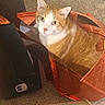 animal, bag, carpet, cat, closeup, cozy, curious, domestic_cat, feline, floor, household, indoor, looking_up, orange_cat, pet, playful, reusable_bag, scratching_post, shopping_bag, white_cat