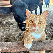 George is registered to the contest to win money with this photo: cat, ginger_cat, white_paws, rusty_metal_bar, cow, black_cow, farm, barnyard, animal, curious, closeup, whiskers, outdoor, dirt_floor, fence, livestock, pet, mammal, domestic_animal, rust