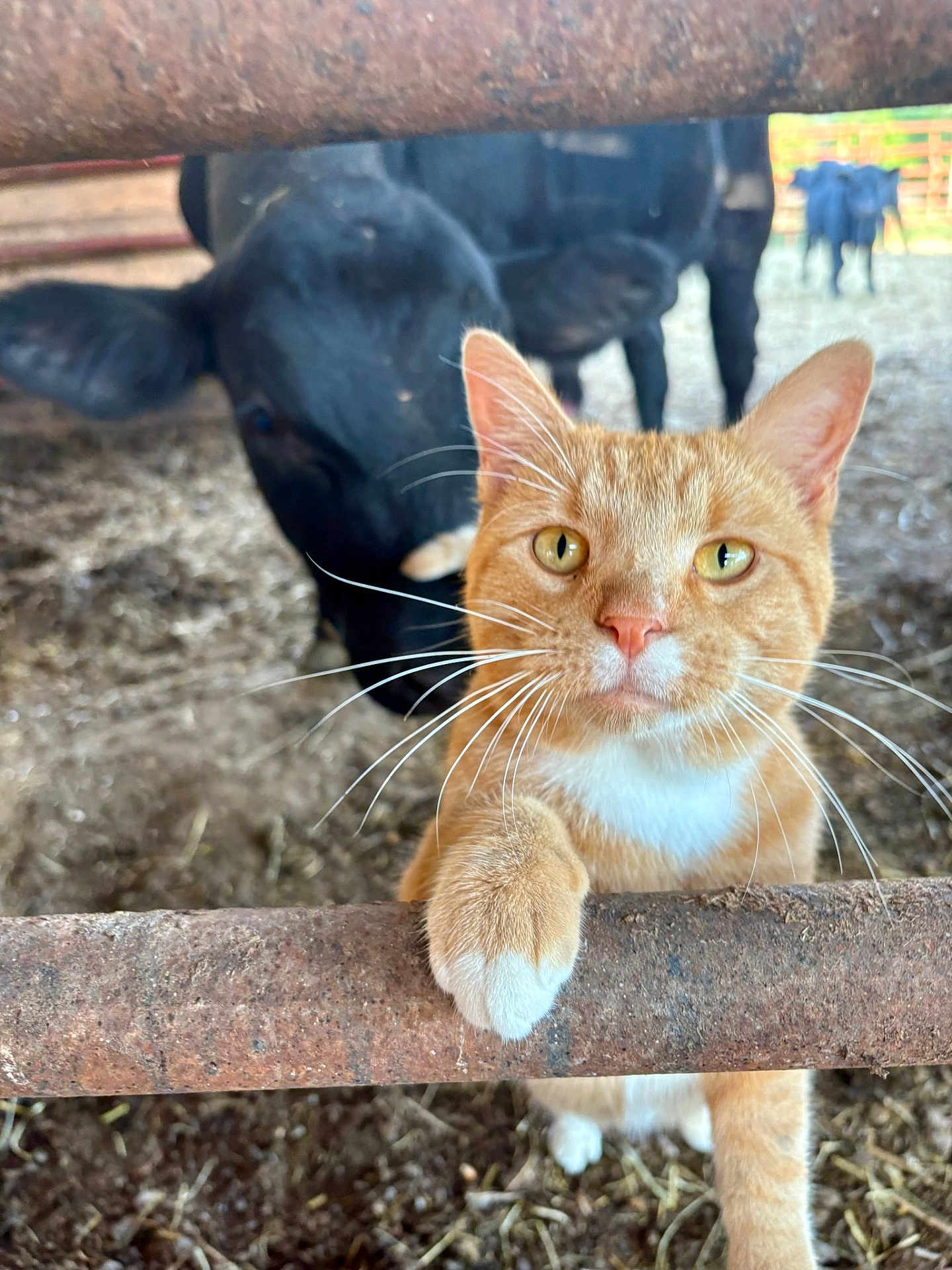 George is registered to the contest to win money with this photo: cat, ginger_cat, white_paws, rusty_metal_bar, cow, black_cow, farm, barnyard, animal, curious, closeup, whiskers, outdoor, dirt_floor, fence, livestock, pet, mammal, domestic_animal, rust