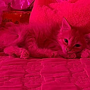 Muffin is registered to the contest to win money with this photo: kitten, cat, pet, feline, bed, blanket, texture, pink_light, indoor, relaxed, cute, fur, paw, sleepy, animal, cozy, resting, soft, small, domestic