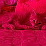 kitten, cat, pet, feline, bed, blanket, texture, pink_light, indoor, relaxed, cute, fur, paw, sleepy, animal, cozy, resting, soft, small, domestic