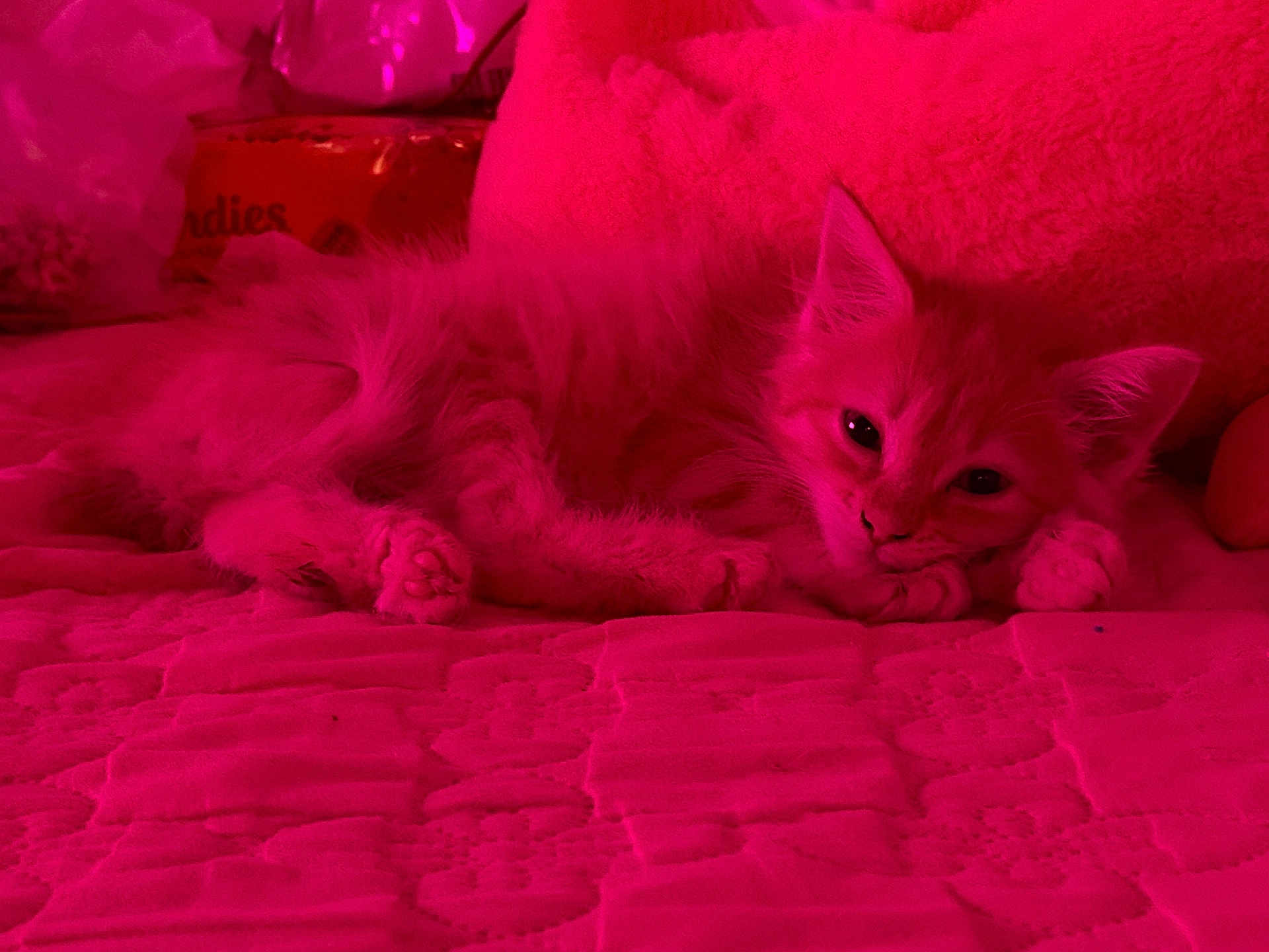 Muffin is registered to the contest to win money with this photo: kitten, cat, pet, feline, bed, blanket, texture, pink_light, indoor, relaxed, cute, fur, paw, sleepy, animal, cozy, resting, soft, small, domestic