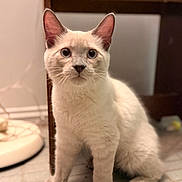Donnie joined the competition — help win amazing prizes! cat, cream_colored, blue_eyes, indoor, floor, tile, furniture, pet, animal, whiskers, ears, curious, sitting, fur, mammal, domestic, cute, young, close_up, portrait