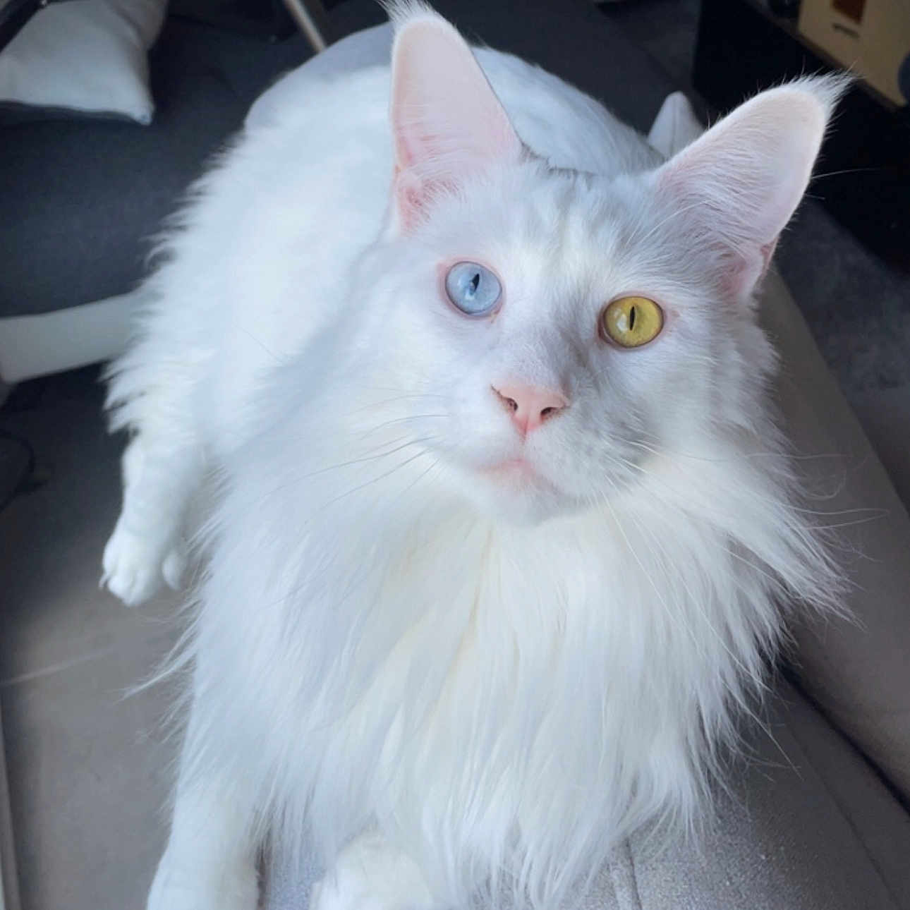 Loony a rejoint le concours — aidez-le/la à gagner de superbes lots ! abyssinian, angora, animal, canine, cat, chair, couch, cushion, dog, eskimodog, furniture, homedecor, kitten, manx, pet, siamese, white