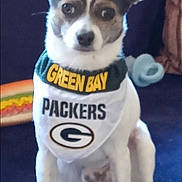 Baby is registered to the contest to win money with this photo: dog, small_dog, bandana, green_bay_packers, pet, indoor, toy, hotdog_toy, curious, sitting, white_fur, brown_fur, ears_up, canine, animal, blue_background, closeup, portrait, domestic_pet, companion