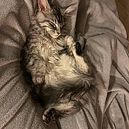 Aria participe au concours pour gagner de l'argent avec cette photo : kitten, cat, sleeping, fur, gray, tabby, pet, animal, cozy, blanket, soft, cute, paw, relaxing, resting, indoors, feline, comfort, warm, nap