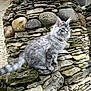 cat, fluffy, gray_cat, stone_wall, moss, outdoor, pet, feline, ears, whiskers, fur, nature, rock, animal, sitting, alert, portrait, closeup, texture, daylight