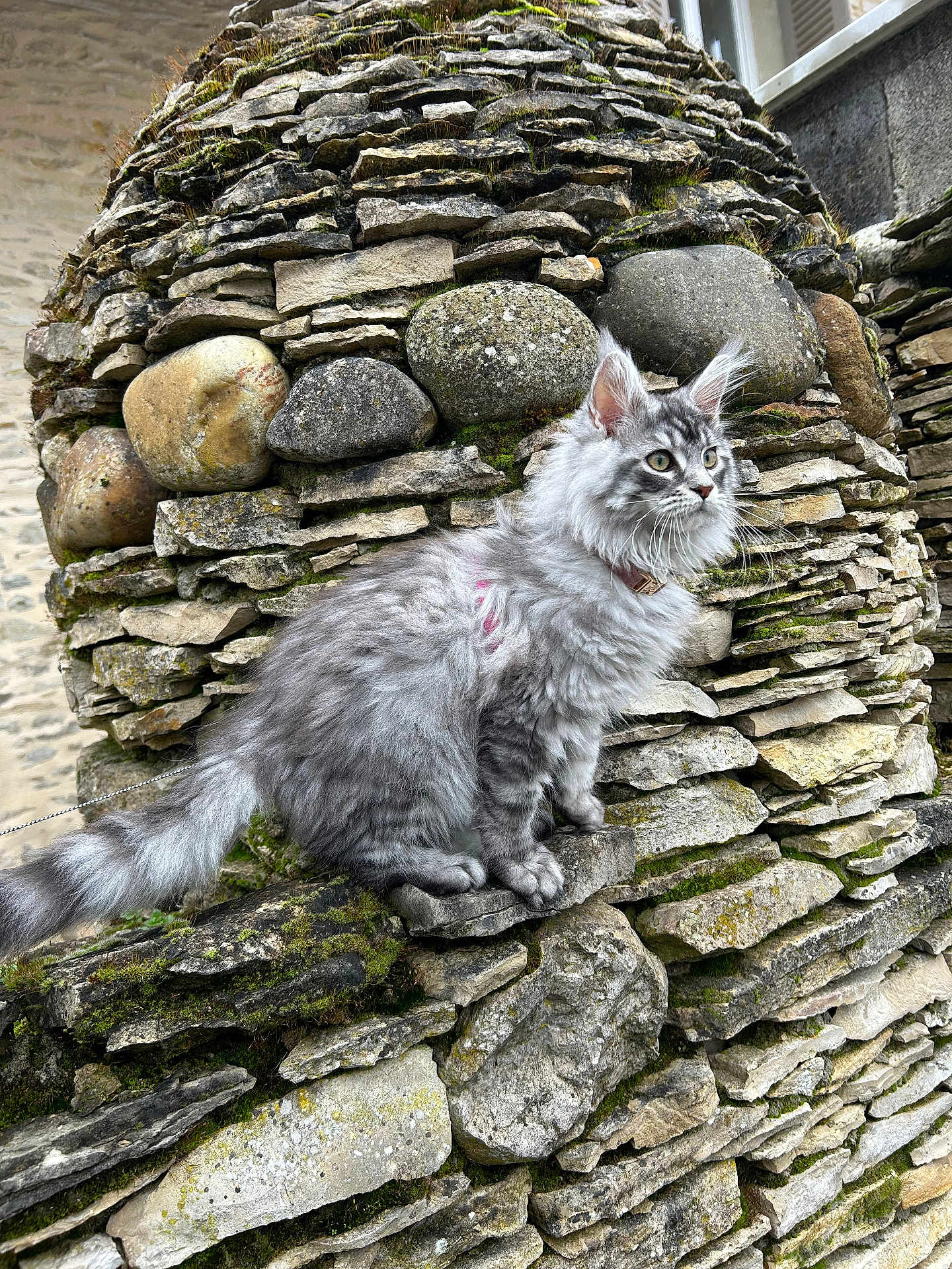 Aria participe au concours pour gagner de l'argent avec cette photo : cat, fluffy, gray_cat, stone_wall, moss, outdoor, pet, feline, ears, whiskers, fur, nature, rock, animal, sitting, alert, portrait, closeup, texture, daylight