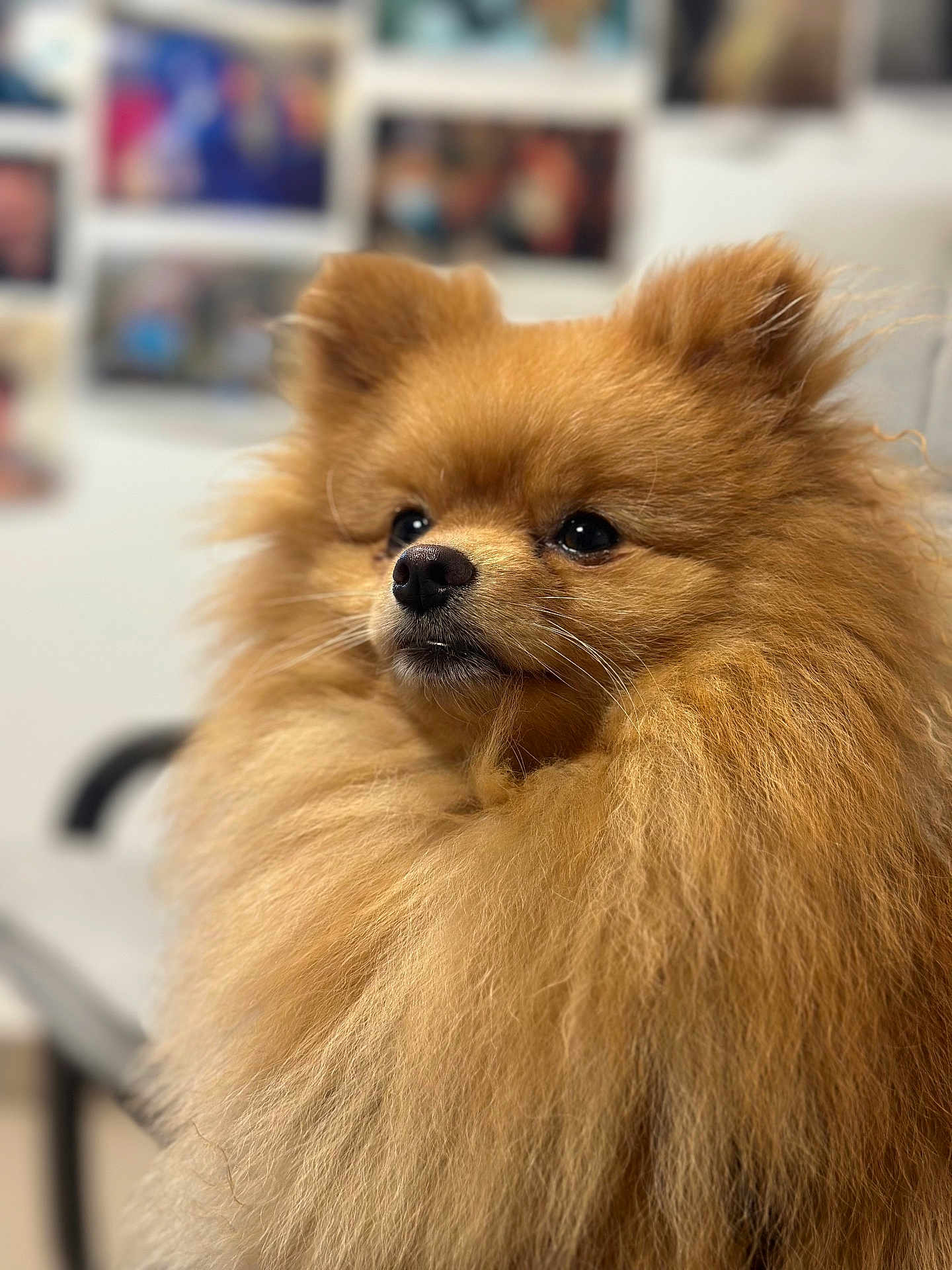 Guizmo a rejoint le concours — aidez-le/la à gagner de superbes lots ! affenpinscher, animal, bodypart, canine, cat, chow, cockerspaniel, dog, eskimodog, hardwood, indoors, interiordesign, papillon, pet, poodle, puppy, shelf, snout, terrier, wood