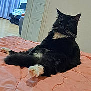 Toc participe au concours pour gagner de l'argent avec cette photo : cat, black_and_white, feline, pet, indoor, bed, quilt, relaxing, fur, whiskers, paw, home, comfort, animal, cute, resting, domestic, mammal, sleepy, cozy