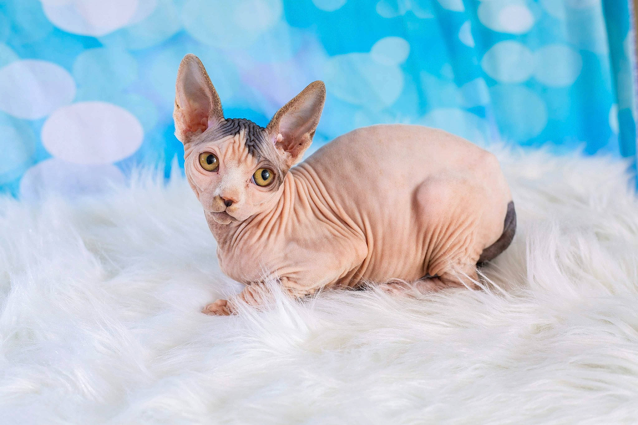 Naevia joined the competition — help win amazing prizes! carnivore, cat, cornish_rex, devon_rex, donskoy, fawn, felidae, kitten, mammal, peterbald, rex_cat, small_to_medium_sized_cats, sphynx, ukrainian_levkoy, vertebrate, whiskers