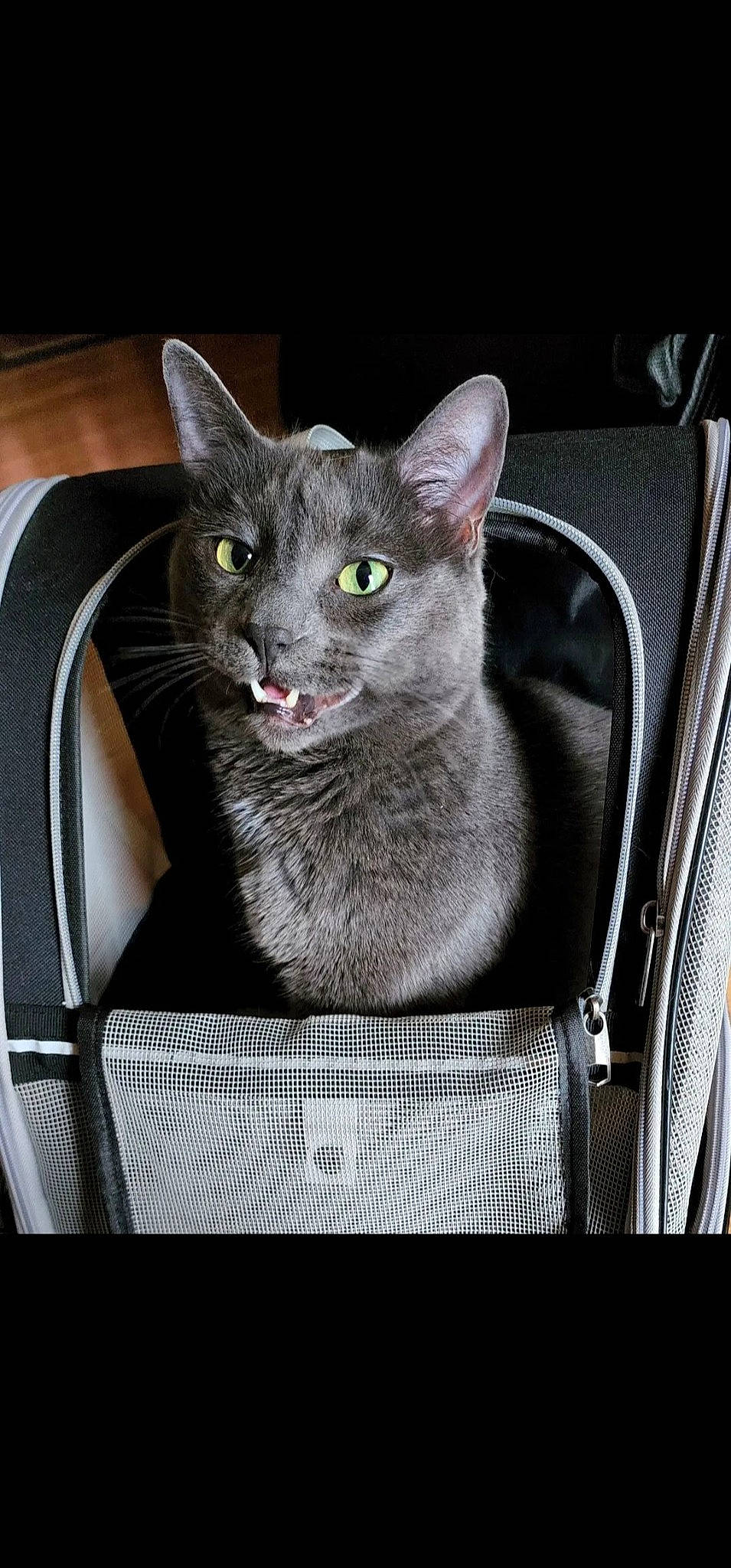 Jordy joined the competition — help win amazing prizes! carnivore, cat, cat_supply, chair, comfort, domestic_short_haired_cat, felidae, fur, grey, pet_supply, russian_blue, small_to_medium_sized_cats, snout, terrestrial_animal, whiskers