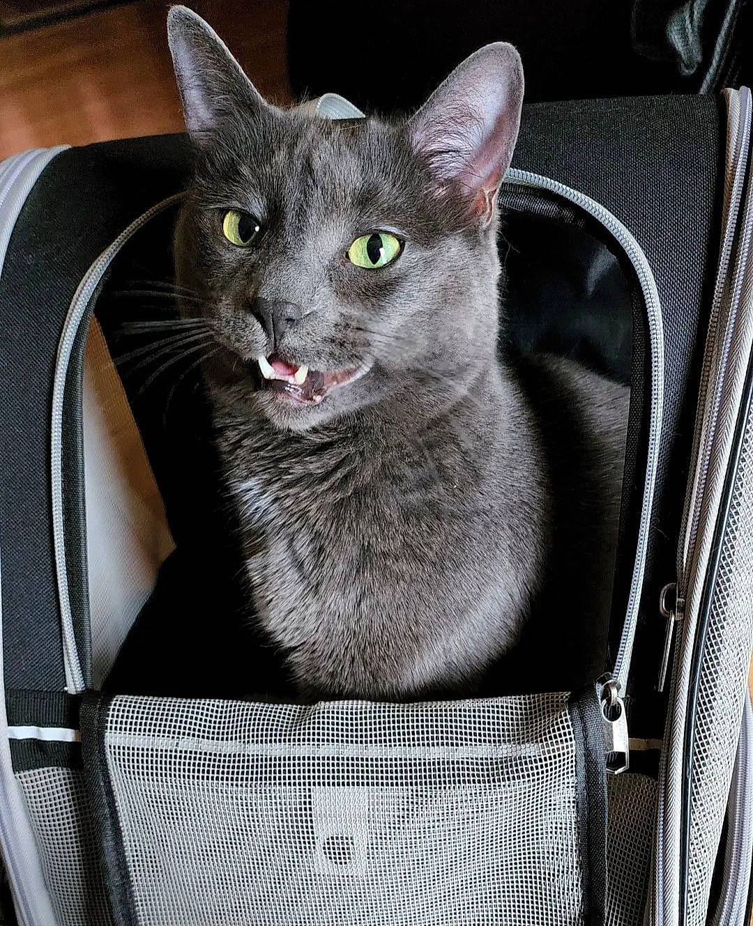 Jordy is registered to the contest to win money with this photo: carnivore, cat, chair, comfort, domestic_short_haired_cat, felidae, fur, grey, mesh, russian_blue, sitting, small_to_medium_sized_cats, terrestrial_animal, whiskers