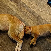 Odie My Boy joined the competition — help win amazing prizes! dog, sleeping, puppy, floor, wooden_floor, resting, pet, animal, canine, indoors, two_dogs, brown_fur, cute, cozy, relaxing, peaceful, domestic, collar, side_view, quiet