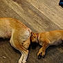dog, sleeping, puppy, floor, wooden_floor, resting, pet, animal, canine, indoors, two_dogs, brown_fur, cute, cozy, relaxing, peaceful, domestic, collar, side_view, quiet