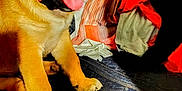 Odie My Boy is registered to the contest to win money with this photo: puppy, dog, indoor, couch, tongue_out, happy, pet, collar, blanket, fabric, wall_art, heart, orange, brown, sitting, cute, animal, young, cozy, domestic