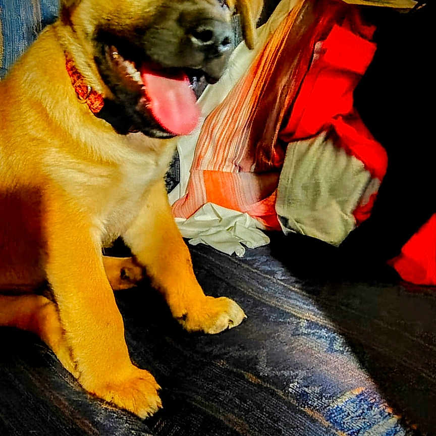 Odie My Boy is registered to the contest to win money with this photo: animal, blanket, brown, collar, couch, cozy, cute, dog, domestic, fabric, happy, heart, indoor, orange, pet, puppy, sitting, tongue_out, wall_art, young